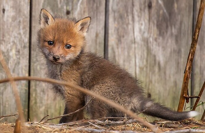 finnish-photographer-takes-pictures-of-animals-in-their-raw-moments-new-pics-6790ffb8abdd0__700-1
